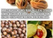 MEMAKAN BUAH / BIJI PALA HUKUMNYA BOLEH APA TIDAK? 4 MEMAKAN BUAH / BIJI PALA HUKUMNYA BOLEH APA TIDAK?