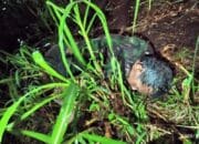 BAGANA DAN CBP IPNU MELAKUKAN EVAKUASI JENAZAH ORANG TIDAK Dikenal DILERENG GUNUNG PUNDAK