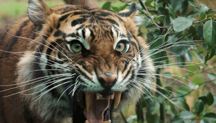 Kisah Safinah Ra. Ketika Ditolong Hewan Buas