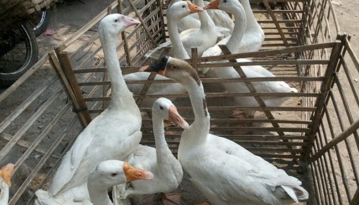 Hukum Hewan Piaraan Mengganggu Tetangga