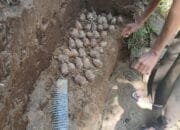 Penemuan Puluhan Granat dan Amunisi di Halmahera Utara, Polisi Sebut Peninggalan Jepang 4 Penemuan Puluhan Granat dan Amunisi di Halmahera Utara, Polisi Sebut Peninggalan Jepang