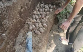 Penemuan Puluhan Granat dan Amunisi di Halmahera Utara, Polisi Sebut Peninggalan Jepang